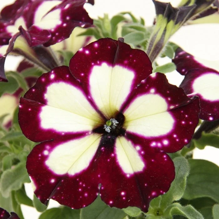 Петуния ампельная Молния